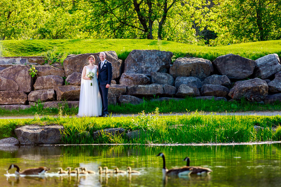 Canada goose and her goslings swim by a bride and groom portrait at Cedarhill Golf and Country Club.